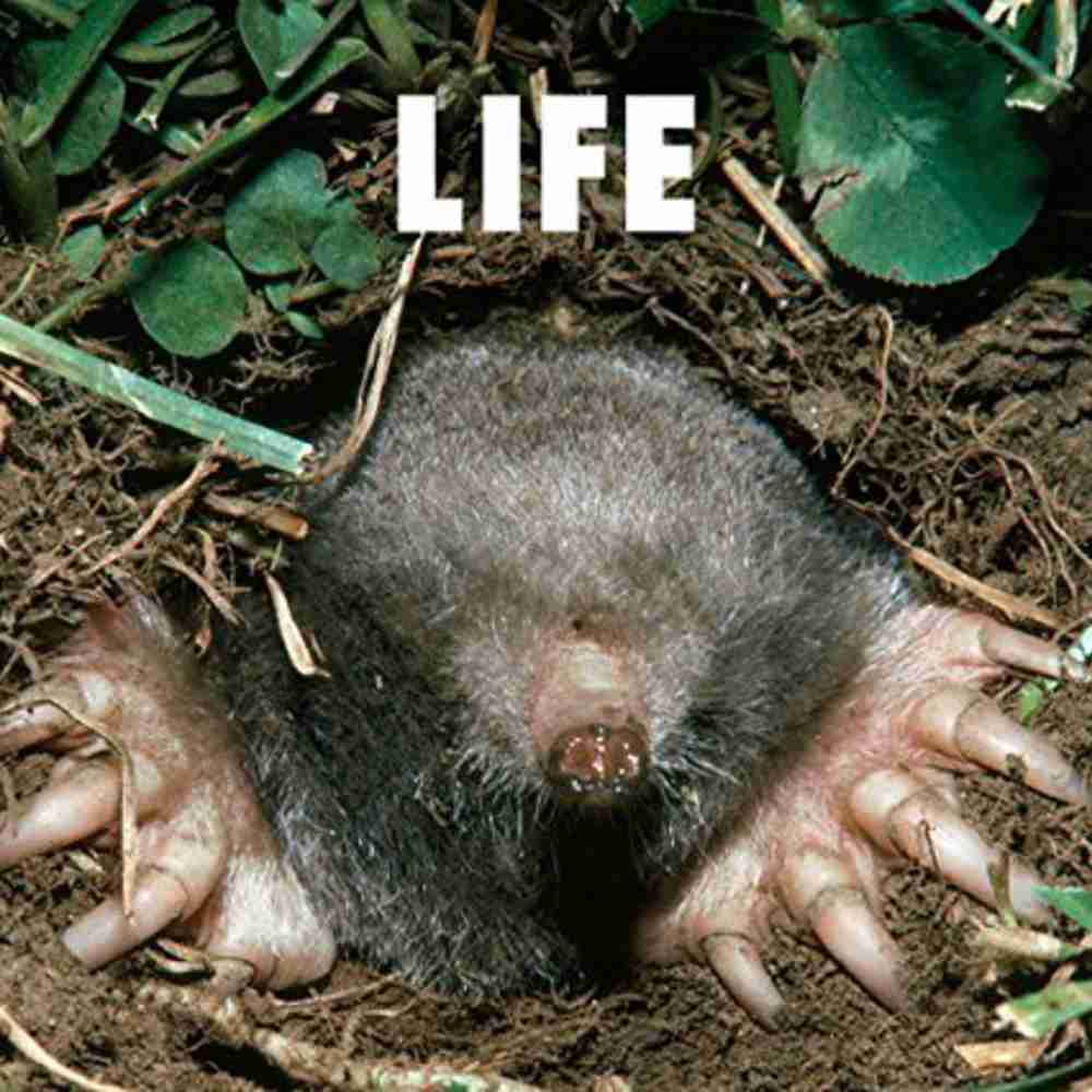 フジファブリック の楽曲一覧 コードスケッチ